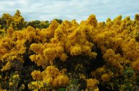 Whinny bushes in flower